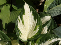 fire and ice hosta